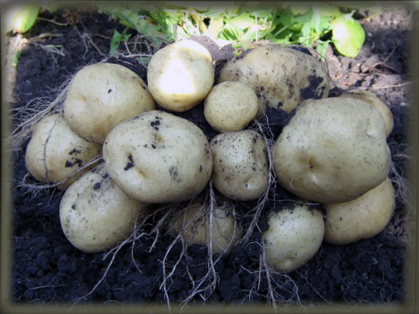 Выращивание картофеля: основные секреты получения достойного урожая