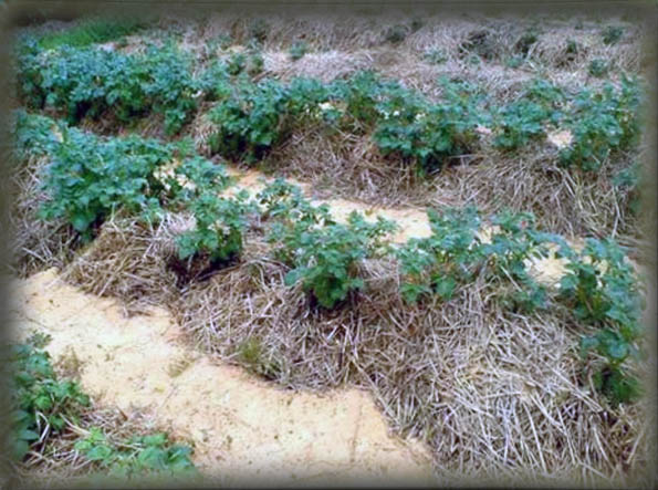 выращивание картофеля под соломой