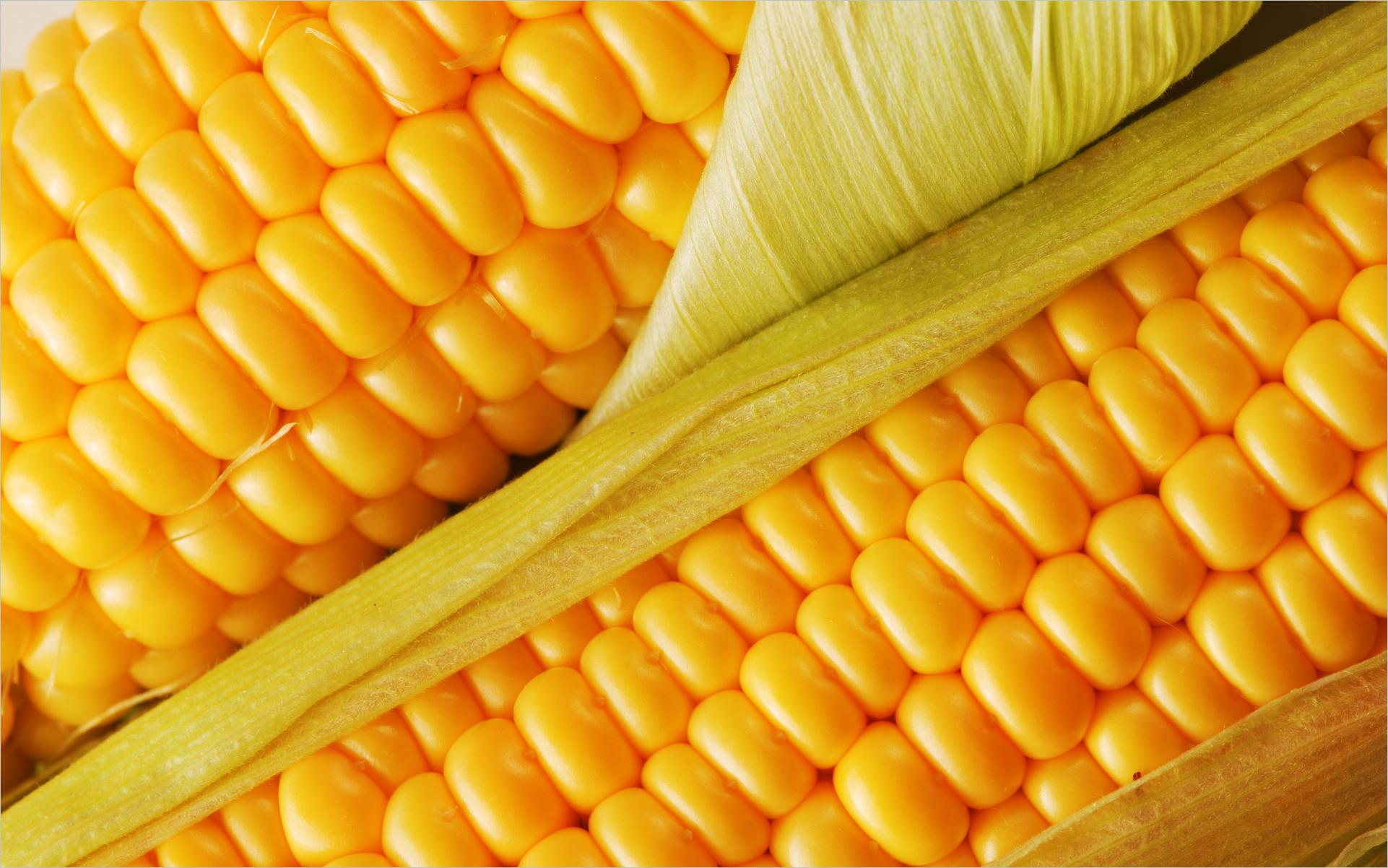 Сладкие зерна кукурузы