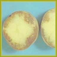 Клубни картофеля, пораженные фитофторозом Клубни картофеля, пораженные фитофторозом
