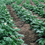 фото: посев картофеля