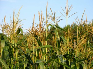 фото: возделывание кукурузы