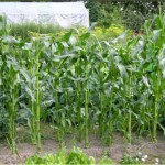 как вырастить кукурузу