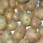 Прорастание  и позеленение  клубней картофеля