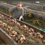 Выращивание картофеля в коробах — получения достойного урожая
