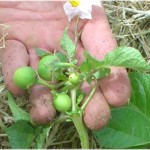 Выращивание картофеля из семян. Попробуйте и вам понравится.