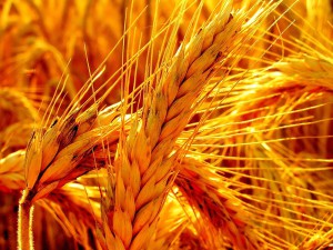 Фото: пшеница