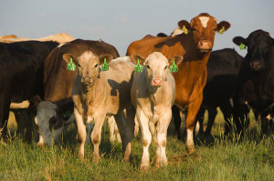Фото: Живодноводство на продажу мяса и молока