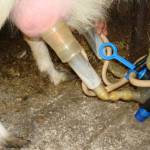Как доить корову доильным аппаратом — отзывы за и против