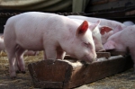 фото: комбикорма для свиней состав
