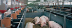 фото: бункерные кормушки для свиней