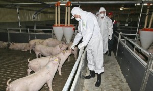 фото: кормление свиньи