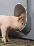 фото: кормушка для свиней своими руками