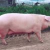 фото: ландрас порода свиней