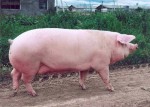 фото: ландрас порода свиней
