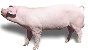 фото: мясная свинья Ландрас