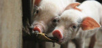 фото: ниппельные поилки для свиней