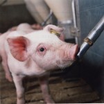 фото: поилки для свиней своими руками