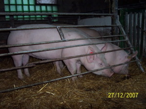 фото: содержание свиньи