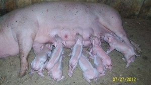 фото: свинья после опороса
