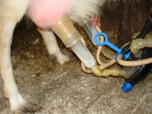 фото: доильный аппарат для коз