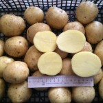 Закупаем картофель у производителей