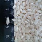 Оптовая продажа Краснодарского риса сорта Регул от производителя