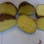Картофель от производителя сорт Винета