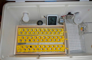 Фото: Инкубатор для перепелиных яиц