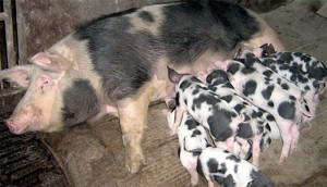 Фото: Белорусская черно-пестрая порода свиней