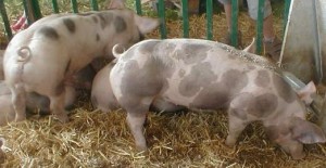 Фото: пьетрен порода свиней