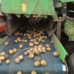 Картофель , урожай 2016 г. (реализация без посредников)