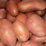 Картофель оптом от производителя.2016