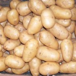 Картофель оптом от производителя.2016