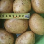 Продам картофель в Москве мелким и крупным оптом.